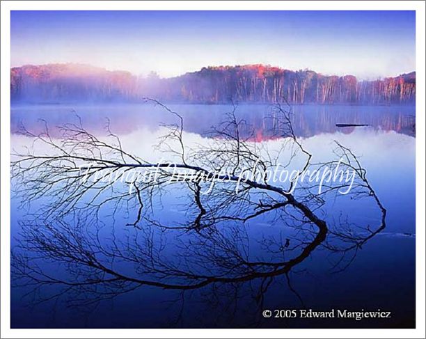 450238B---Fallen birch and morning mist, Council Lake - Copy